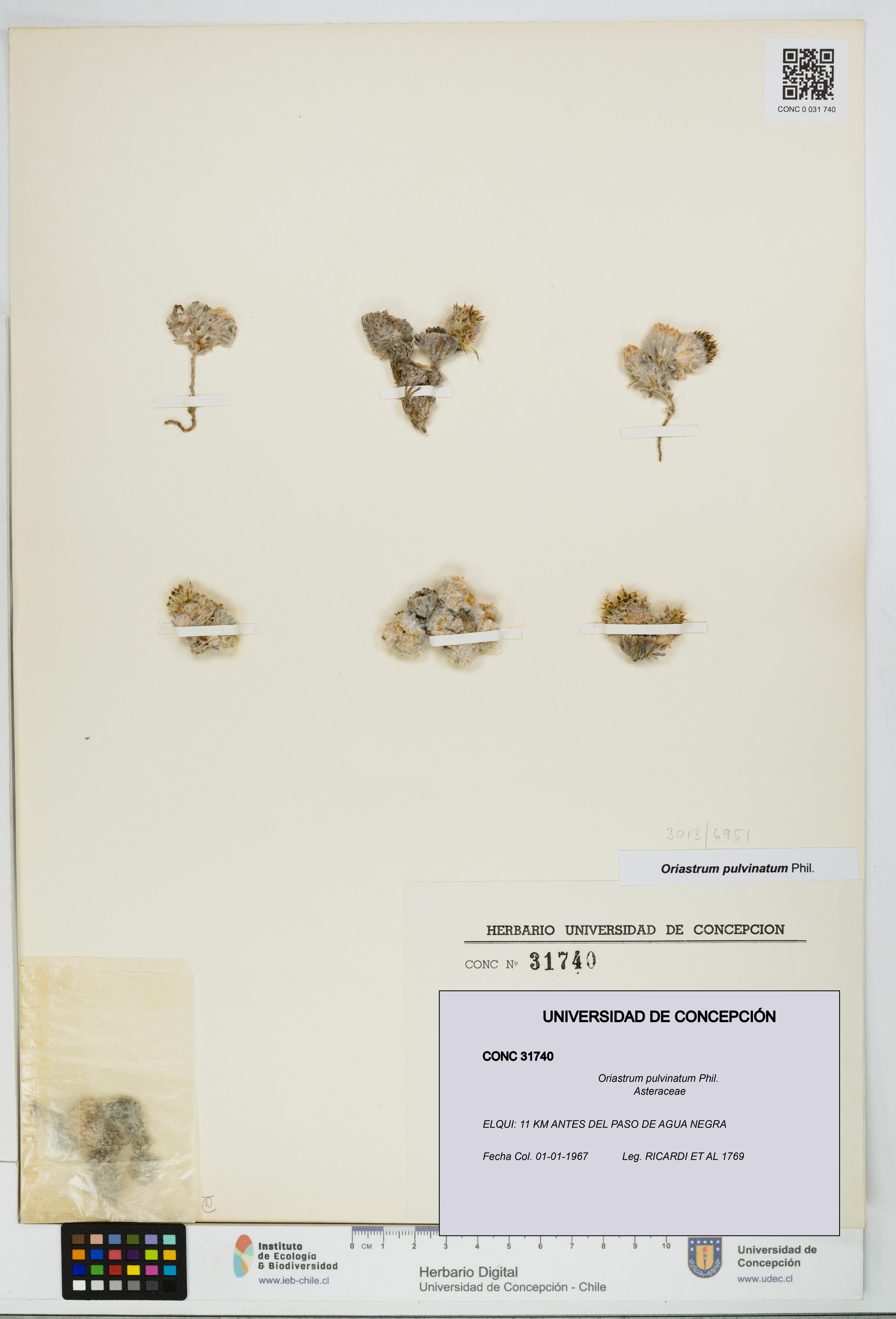 Oriastrum pulvinatum [Espécimen: UDEC:CONC:0031740]
