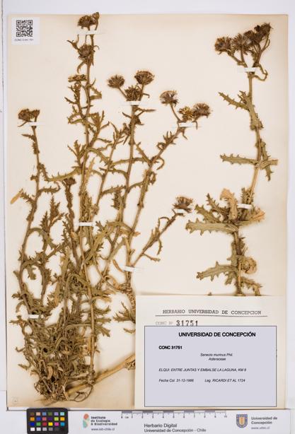 Senecio murinus [Espécimen: ]