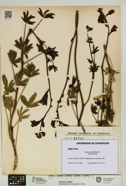Argylia potentillifolia [Espécimen: UDEC:CONC:0031754]