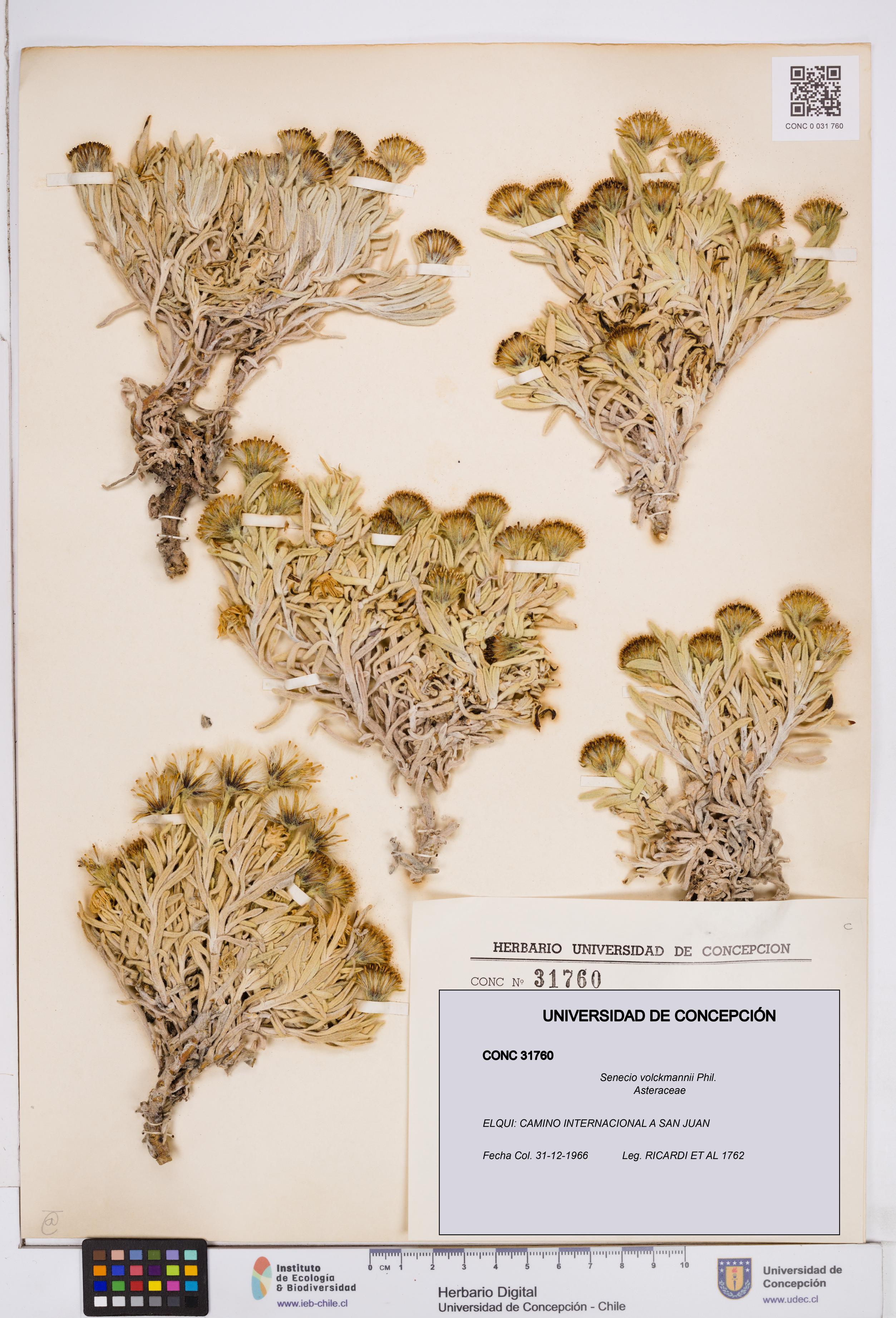 Senecio volckmannii [Espécimen: ]