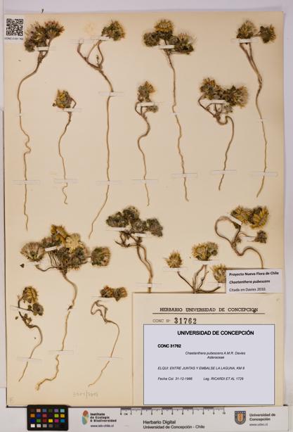 Chaetanthera pubescens [Espécimen: UDEC:CONC:0031762]