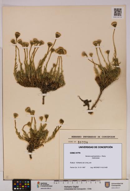 Senecio pachyphyllos [Espécimen: UDEC:CONC:0031770]