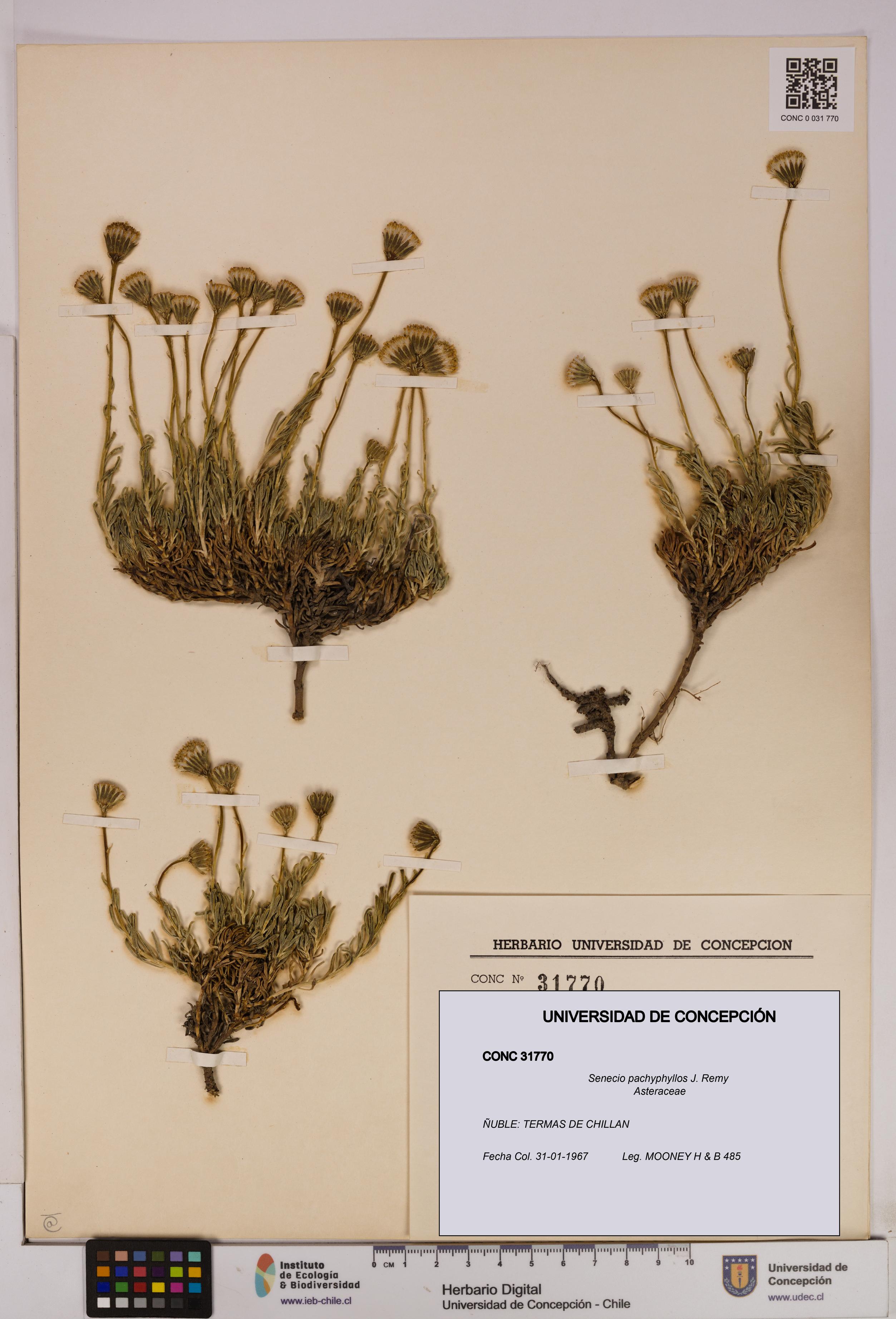 Senecio pachyphyllos [Espécimen: UDEC:CONC:0031770]