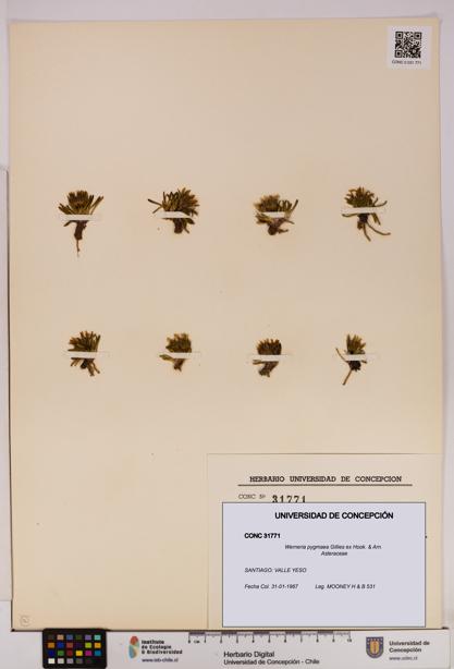 Werneria pygmaea [Espécimen: UDEC:CONC:0031771]
