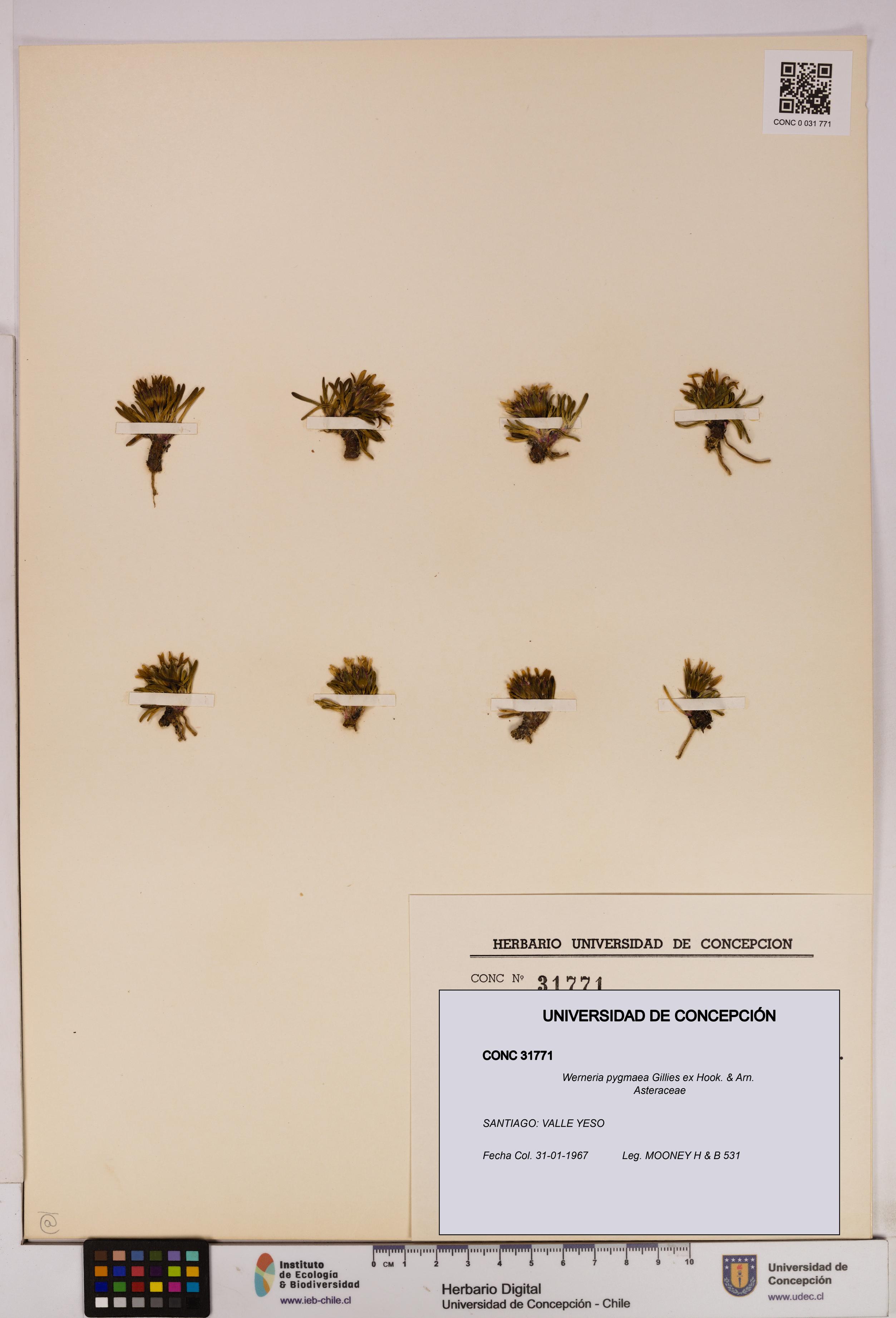 Werneria pygmaea [Espécimen: UDEC:CONC:0031771]