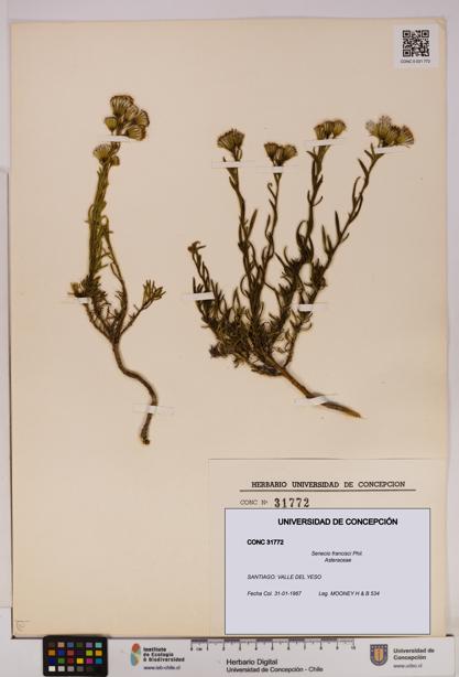 Senecio francisci [Espécimen: UDEC:CONC:0031772]