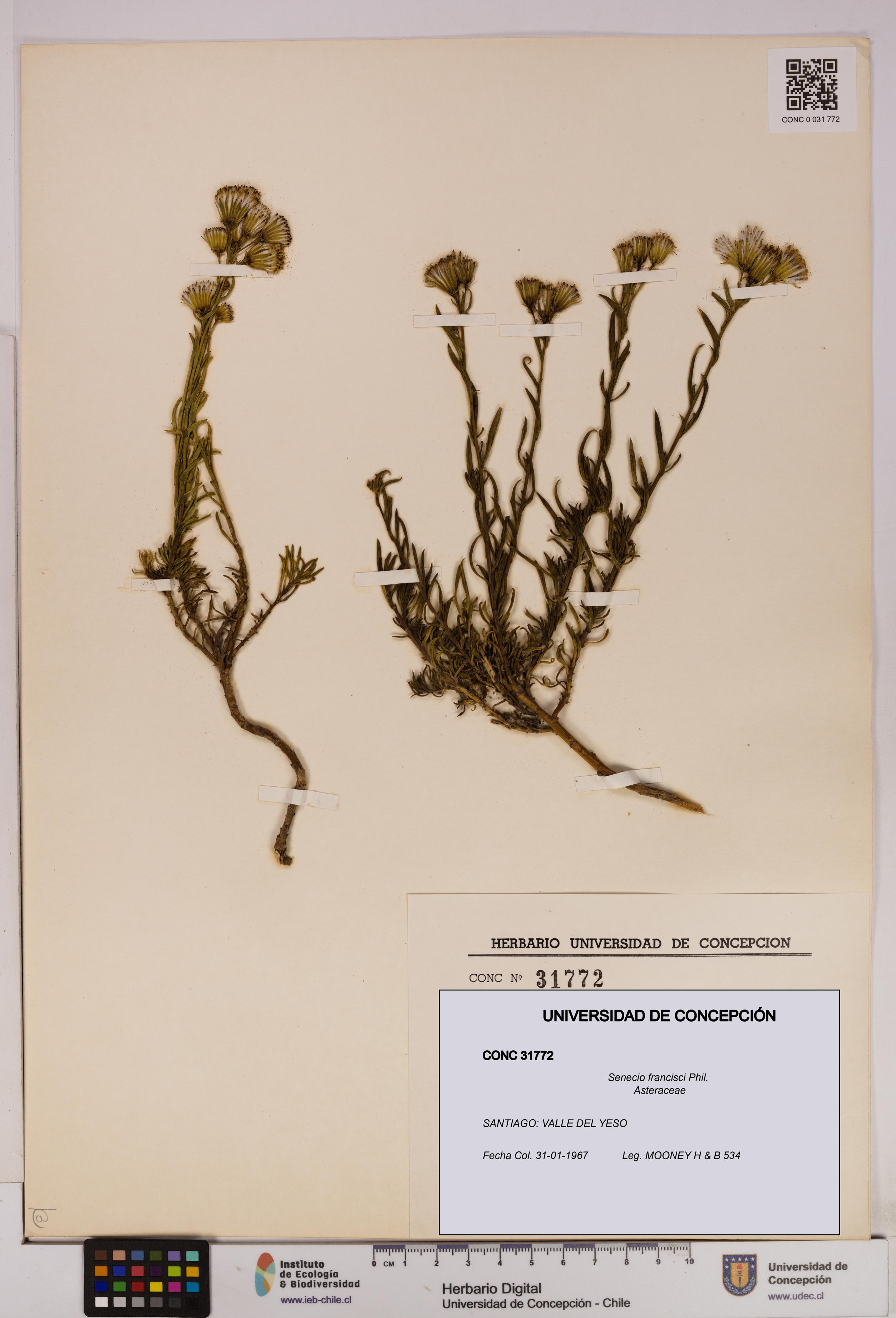 Senecio francisci [Espécimen: UDEC:CONC:0031772]