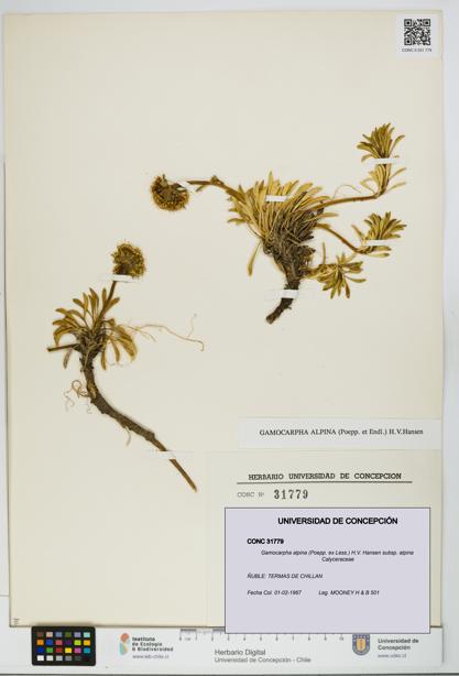 Gamocarpha alpina subsp. alpina [Espécimen: UDEC:CONC:0031779]