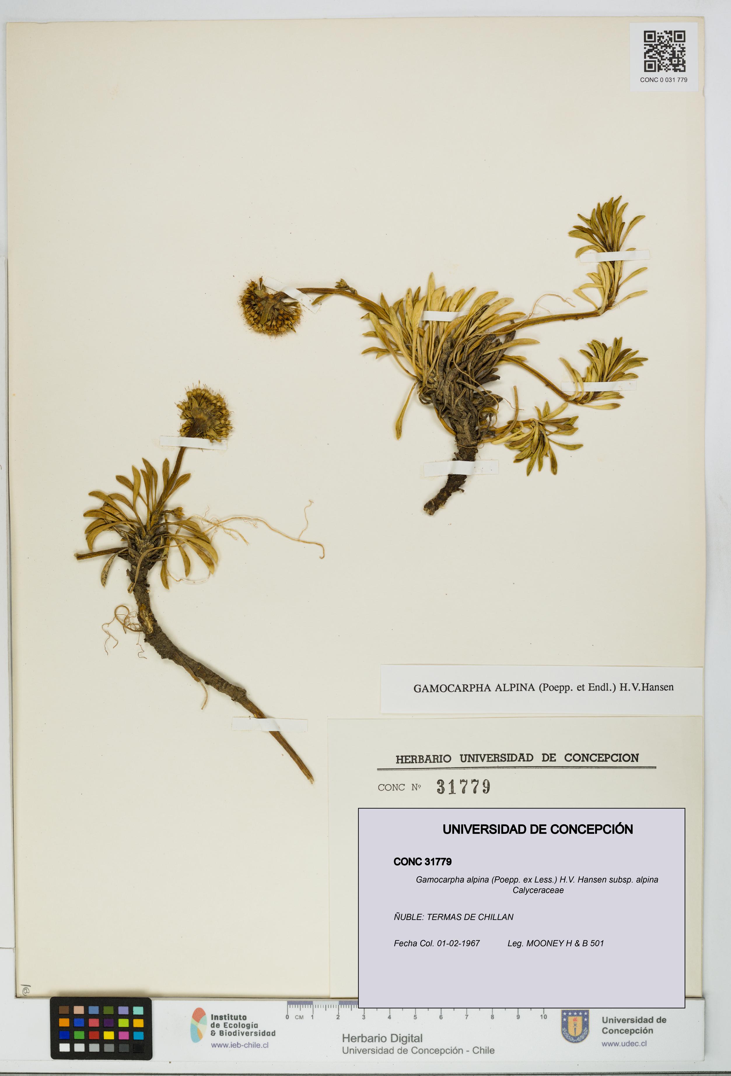 Gamocarpha alpina subsp. alpina [Espécimen: UDEC:CONC:0031779]