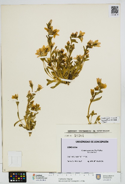 Gentianella ottonis [Espécimen: UDEC:CONC:0031784]