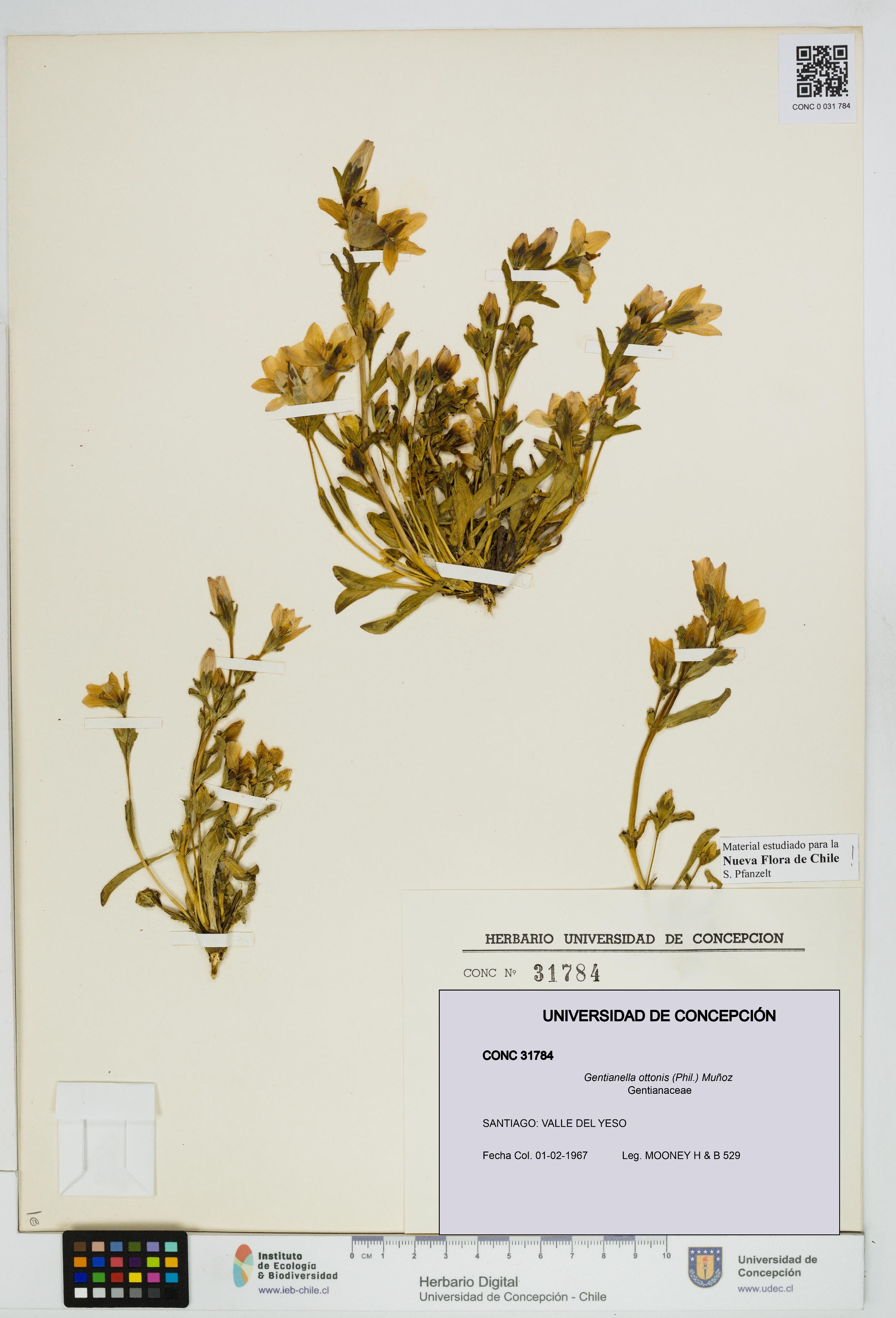 Gentianella ottonis [Espécimen: UDEC:CONC:0031784]
