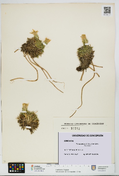 Perezia pilifera [Espécimen: UDEC:CONC:0031792]