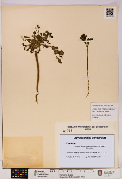Cistanthe portulacifolia [Espécimen: UDEC:CONC:0031796]