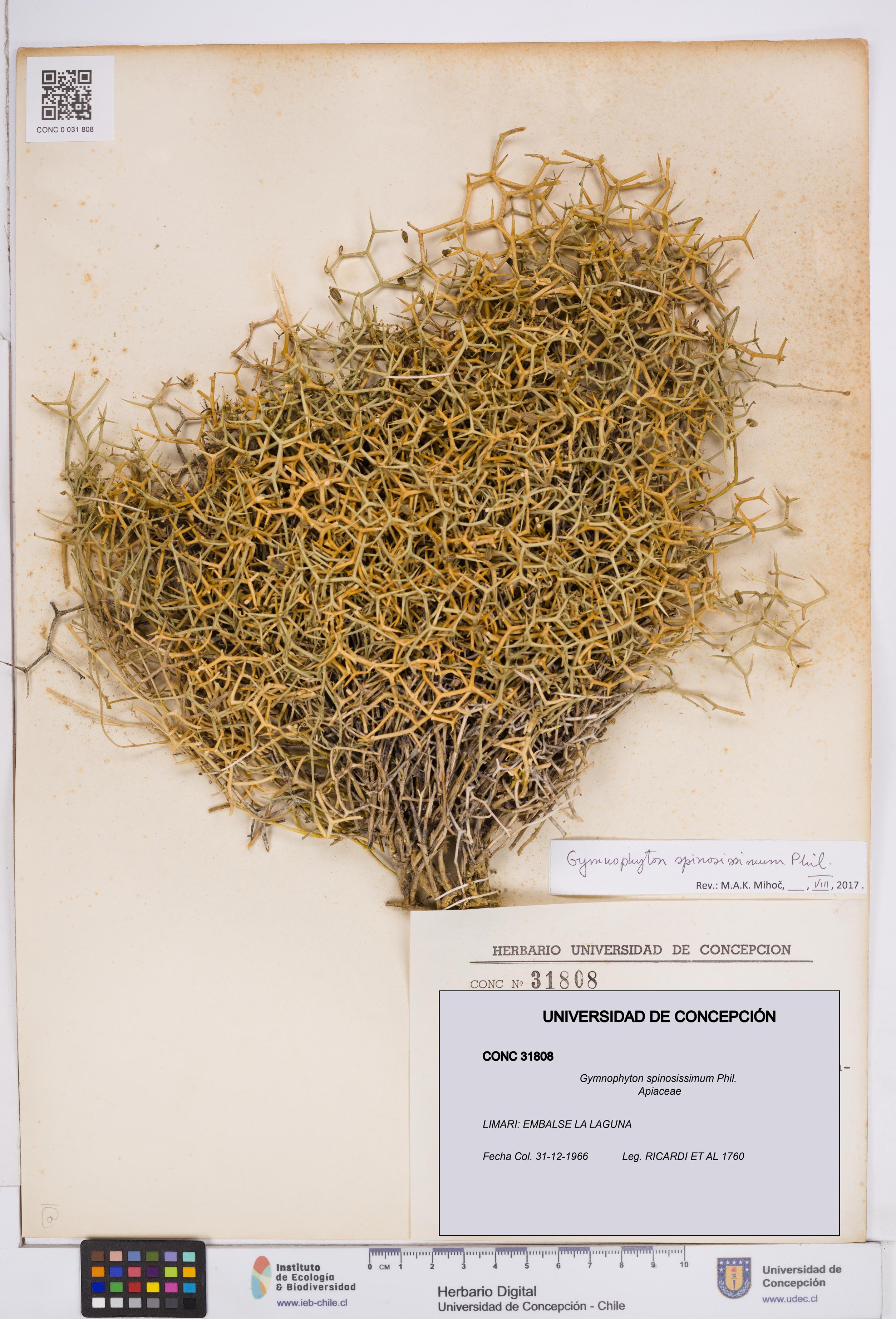 Gymnophyton spinosissimum [Espécimen: ]