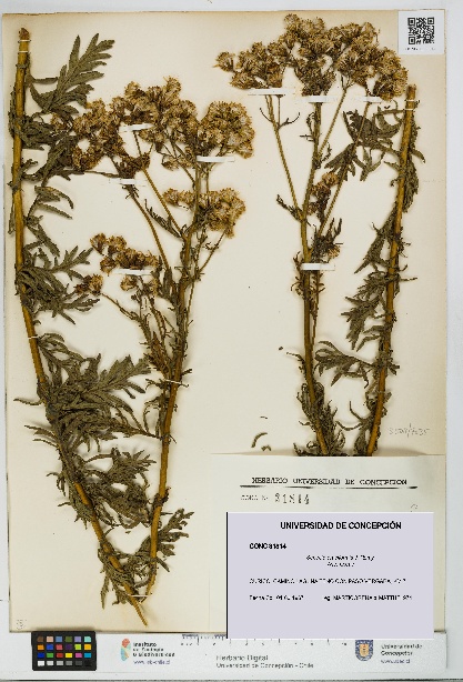 Senecio eruciformis [Espécimen: UDEC:CONC:0031814]