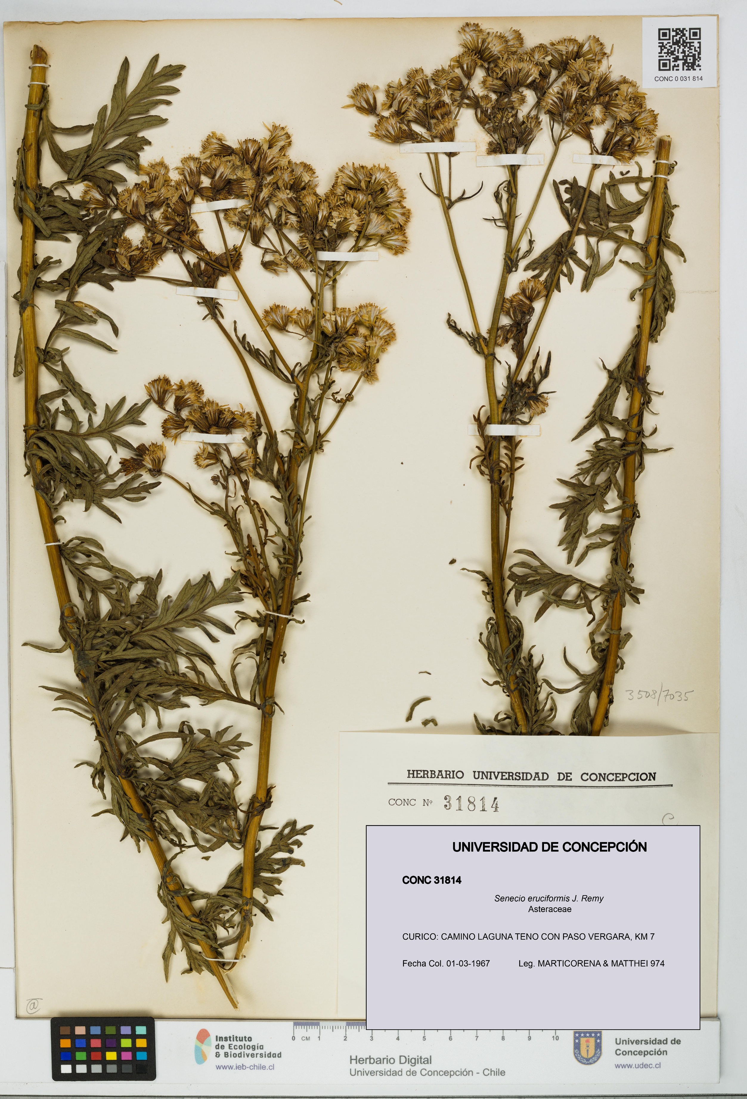 Senecio eruciformis [Espécimen: UDEC:CONC:0031814]