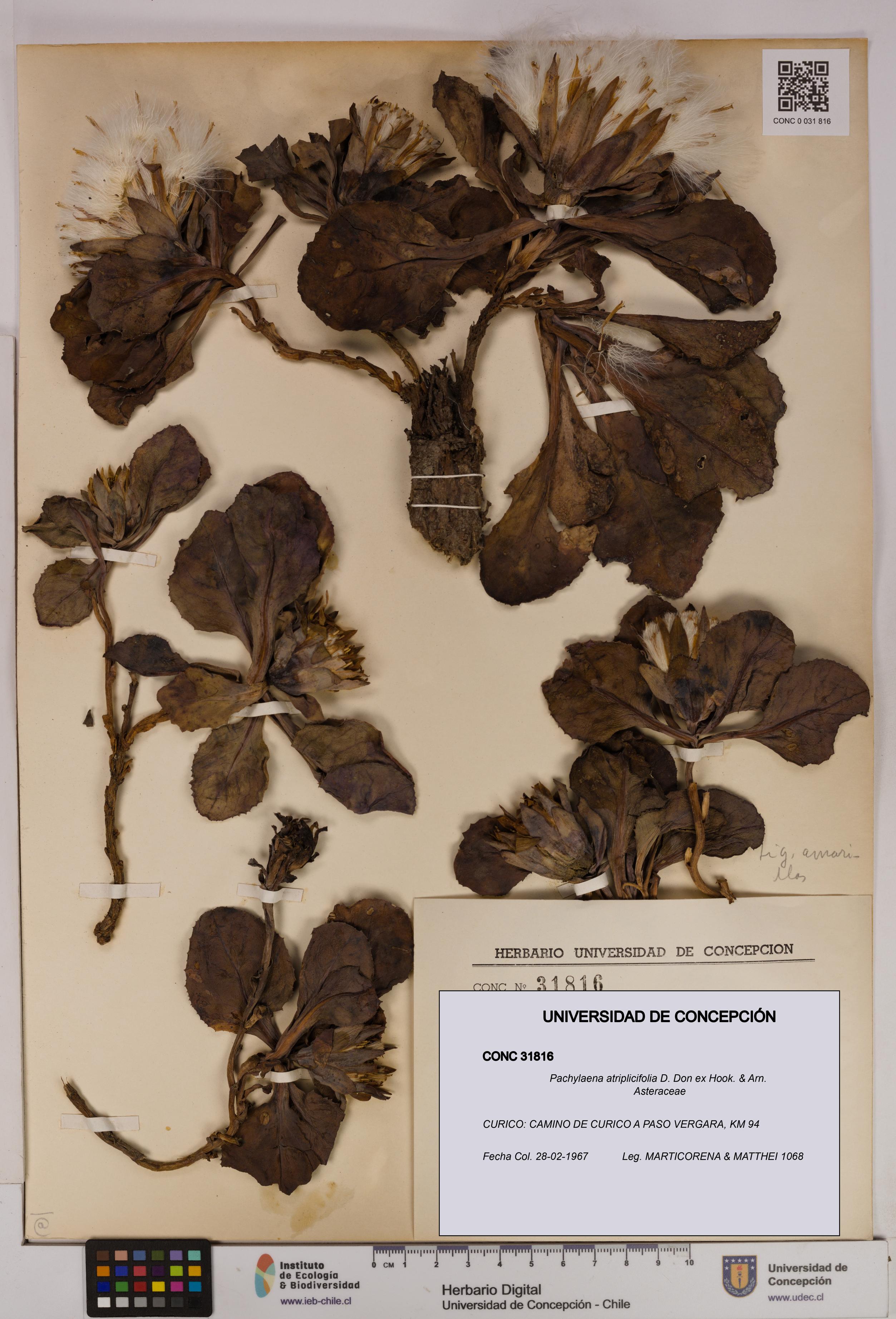 Pachylaena atriplicifolia [Espécimen: UDEC:CONC:0031816]