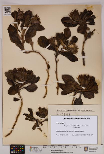 Pachylaena atriplicifolia [Espécimen: UDEC:CONC:0031818]