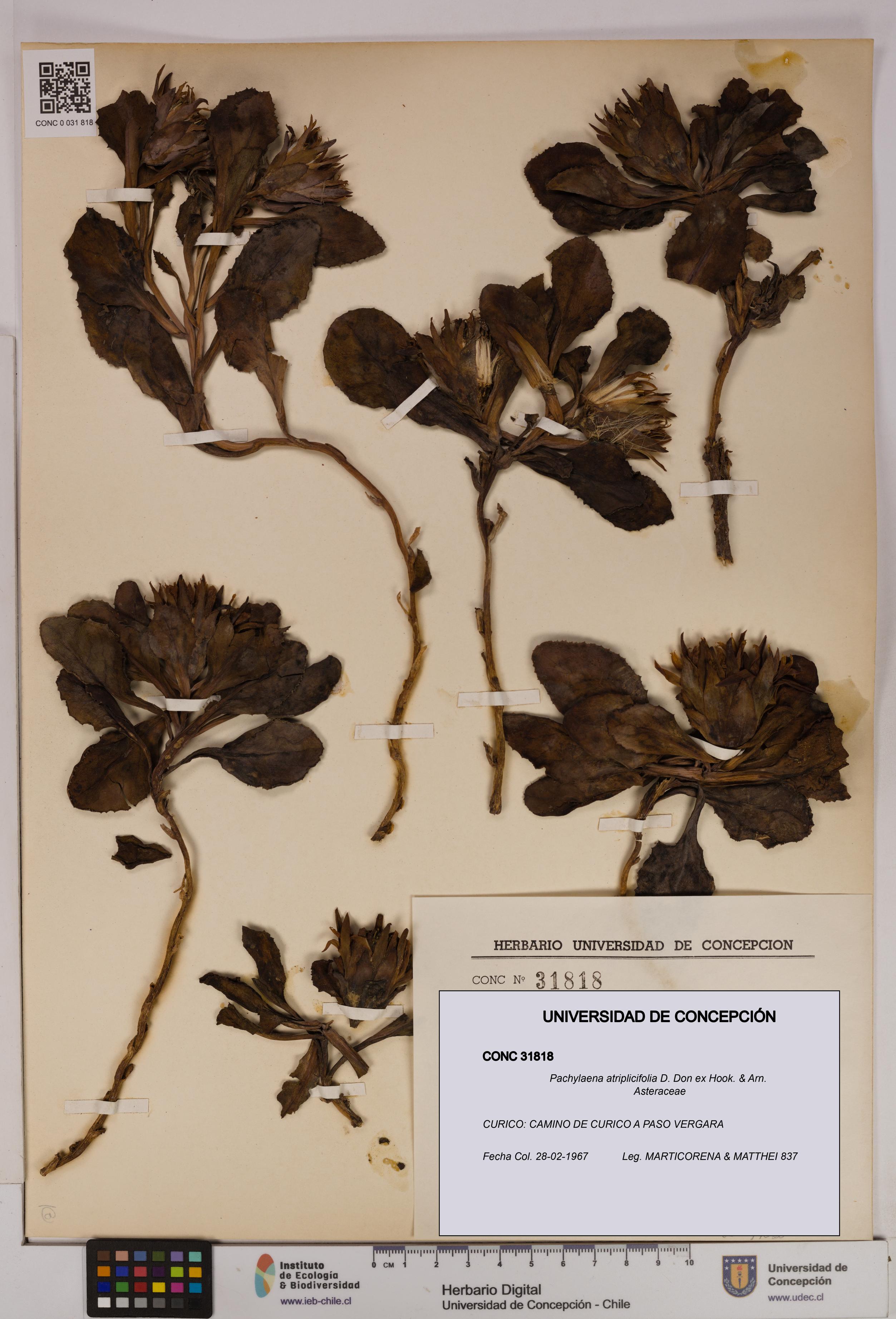Pachylaena atriplicifolia [Espécimen: UDEC:CONC:0031818]