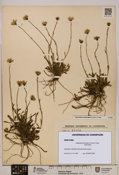 Haplosticha trifurcata [Espécimen: UDEC:CONC:0031823]