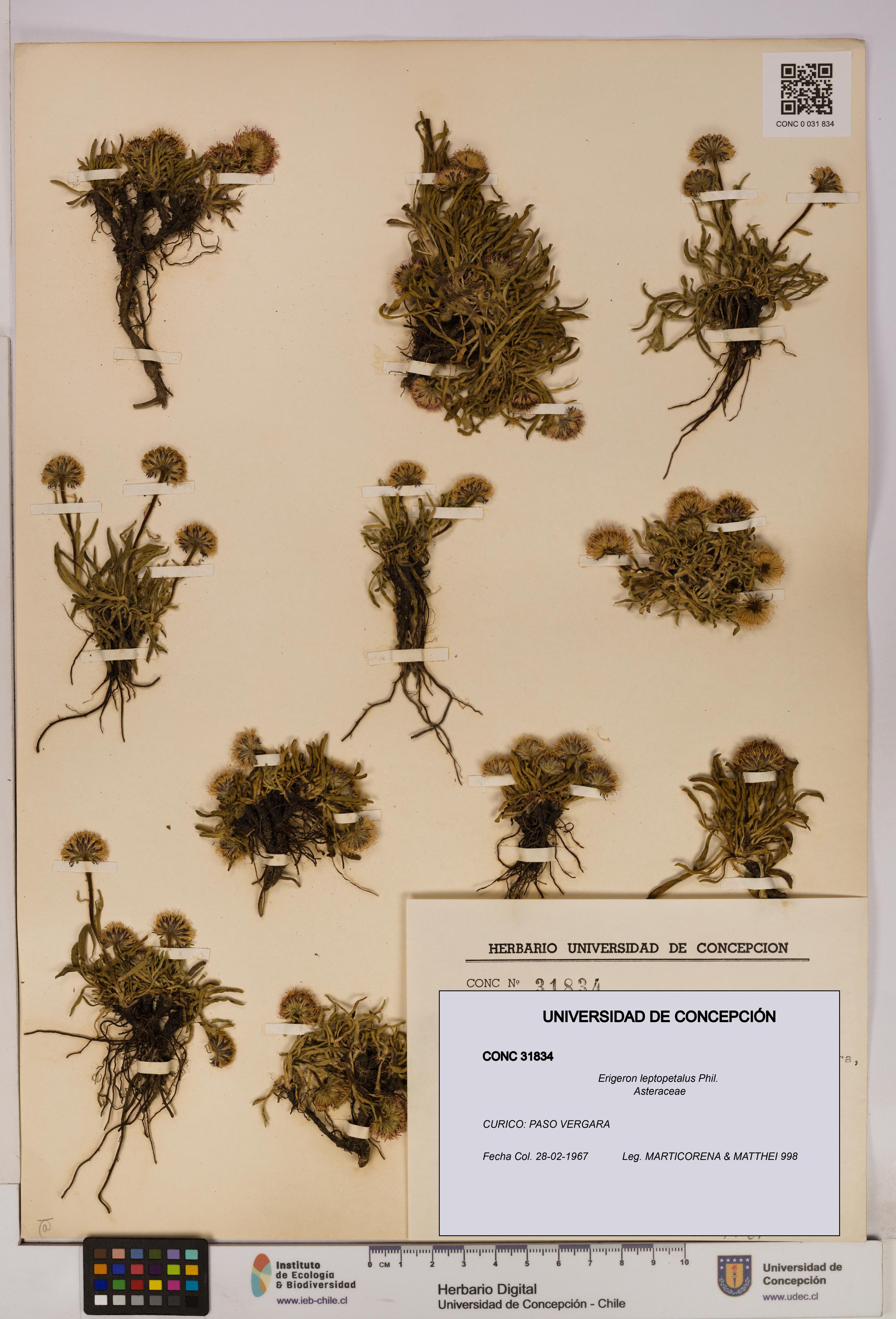 Erigeron leptopetalus [Espécimen: UDEC:CONC:0031834]