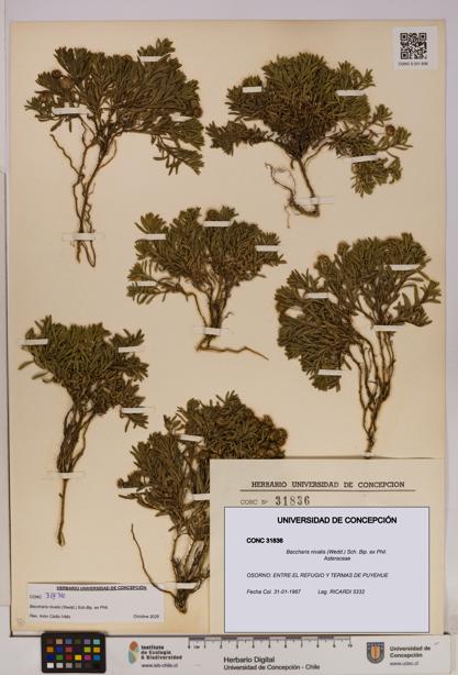 Baccharis nivalis [Espécimen: UDEC:CONC:0031836]
