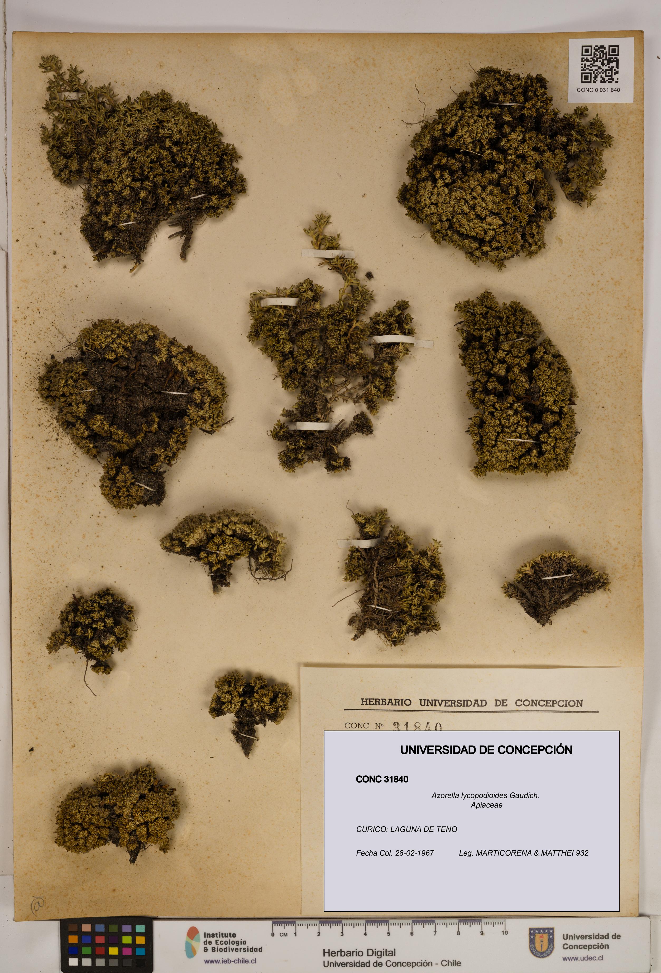 Azorella lycopodioides [Espécimen: ]