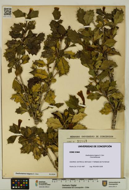 Desfontainia fulgens [Espécimen: UDEC:CONC:0031843]