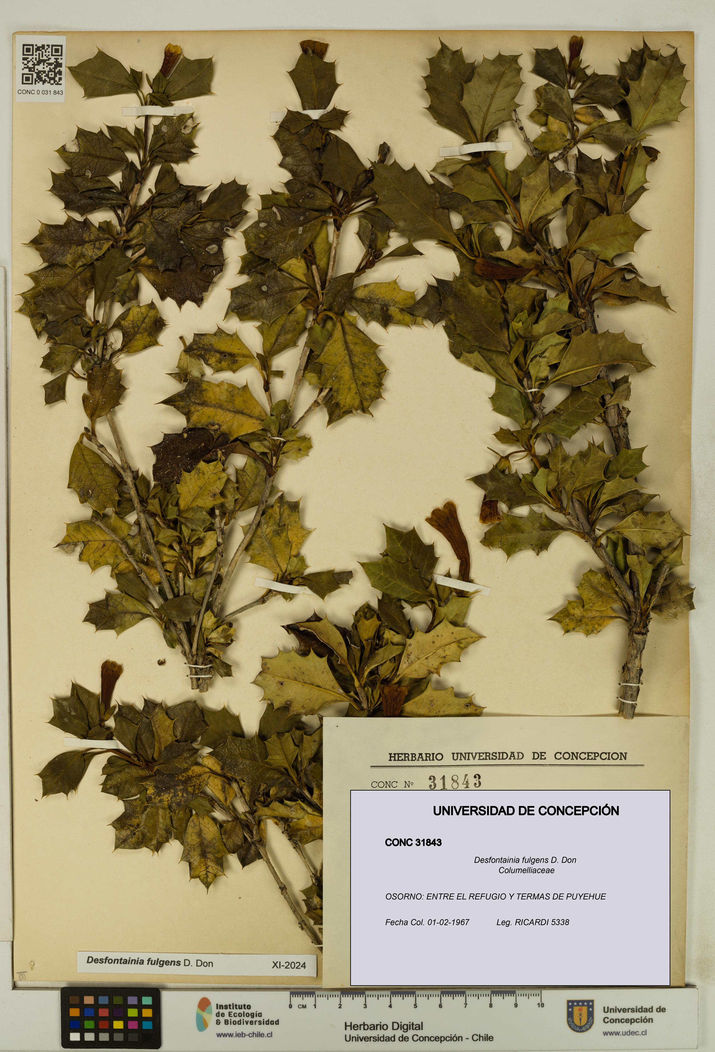 Desfontainia fulgens [Espécimen: UDEC:CONC:0031843]