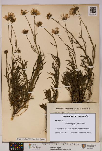 Erigeron gilliesii [Espécimen: UDEC:CONC:0031846]