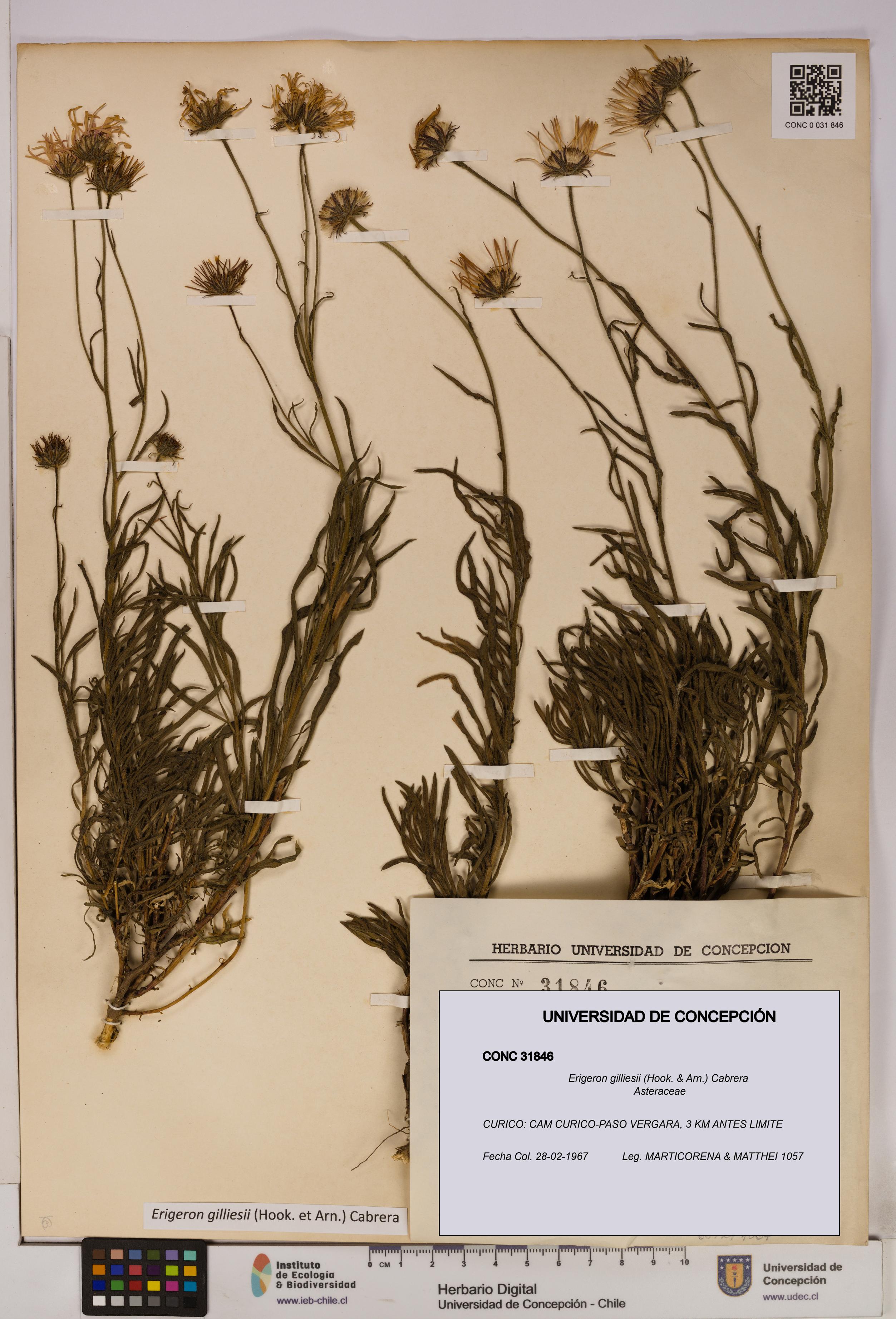 Erigeron gilliesii [Espécimen: UDEC:CONC:0031846]