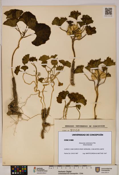 Dioscorea volckmannii [Espécimen: ]