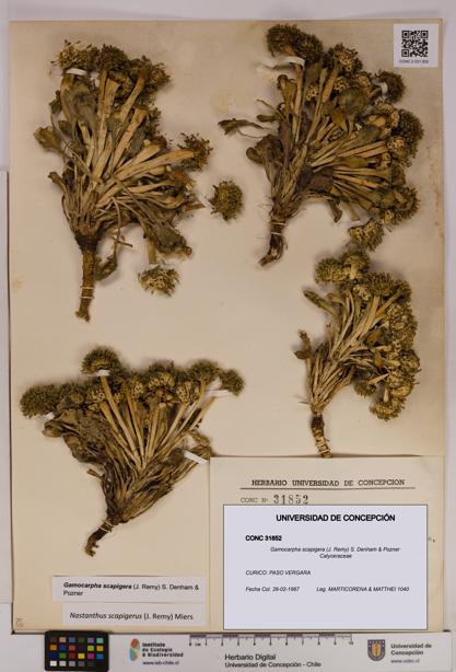Gamocarpha scapigera [Espécimen: UDEC:CONC:0031852]