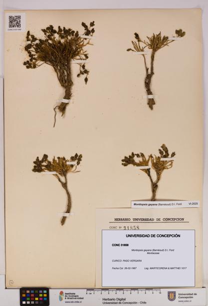 Montiopsis gayana [Espécimen: UDEC:CONC:0031858]