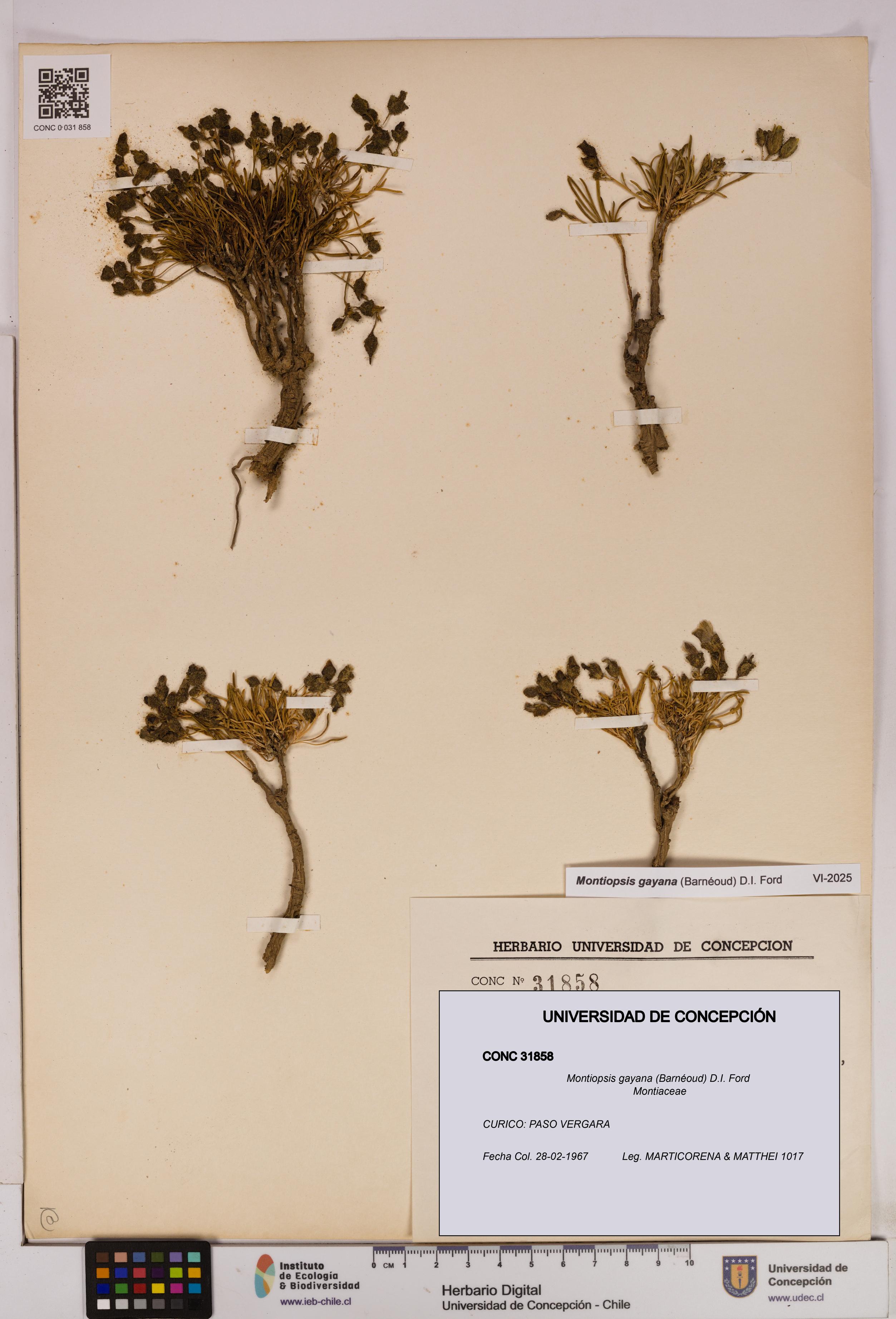 Montiopsis gayana [Espécimen: UDEC:CONC:0031858]