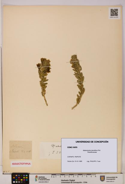 Malesherbia densiflora [Espécimen: UDEC:CONC:0031870]