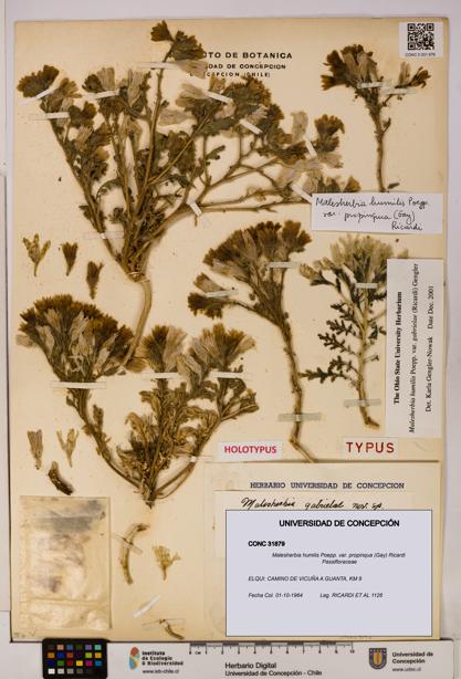 Malesherbia humilis var. propinqua [Espécimen: UDEC:CONC:0031879]