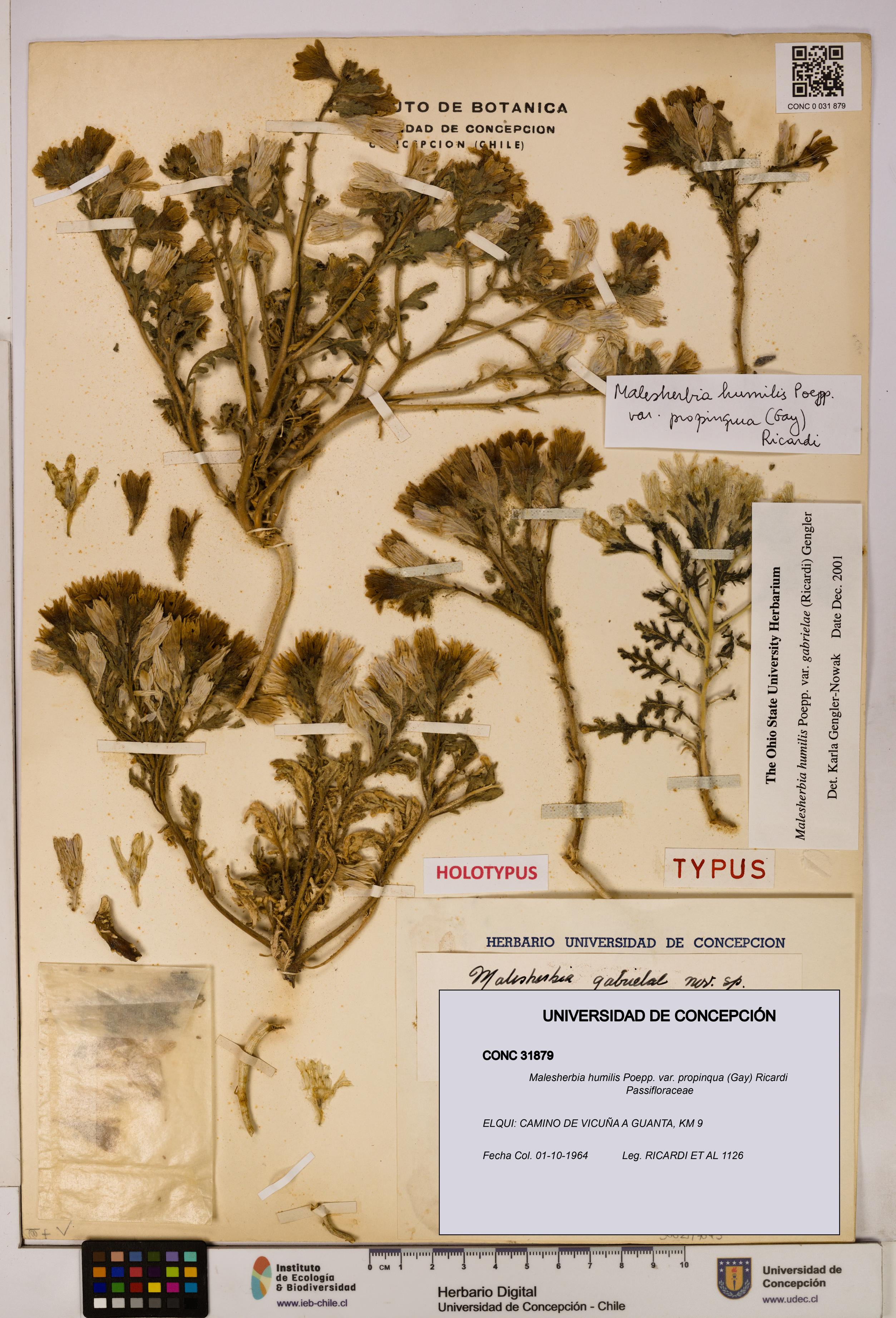 Malesherbia humilis var. propinqua [Espécimen: UDEC:CONC:0031879]
