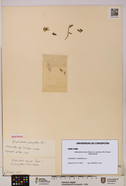 Malesherbia humilis [Espécimen: UDEC:CONC:0031893]