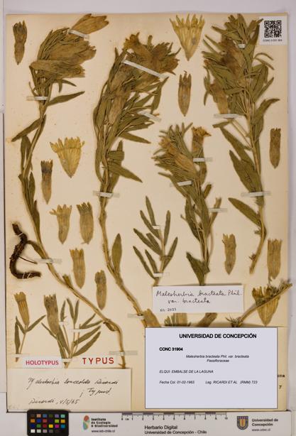 Malesherbia bracteata var. bracteata [Espécimen: UDEC:CONC:0031904]