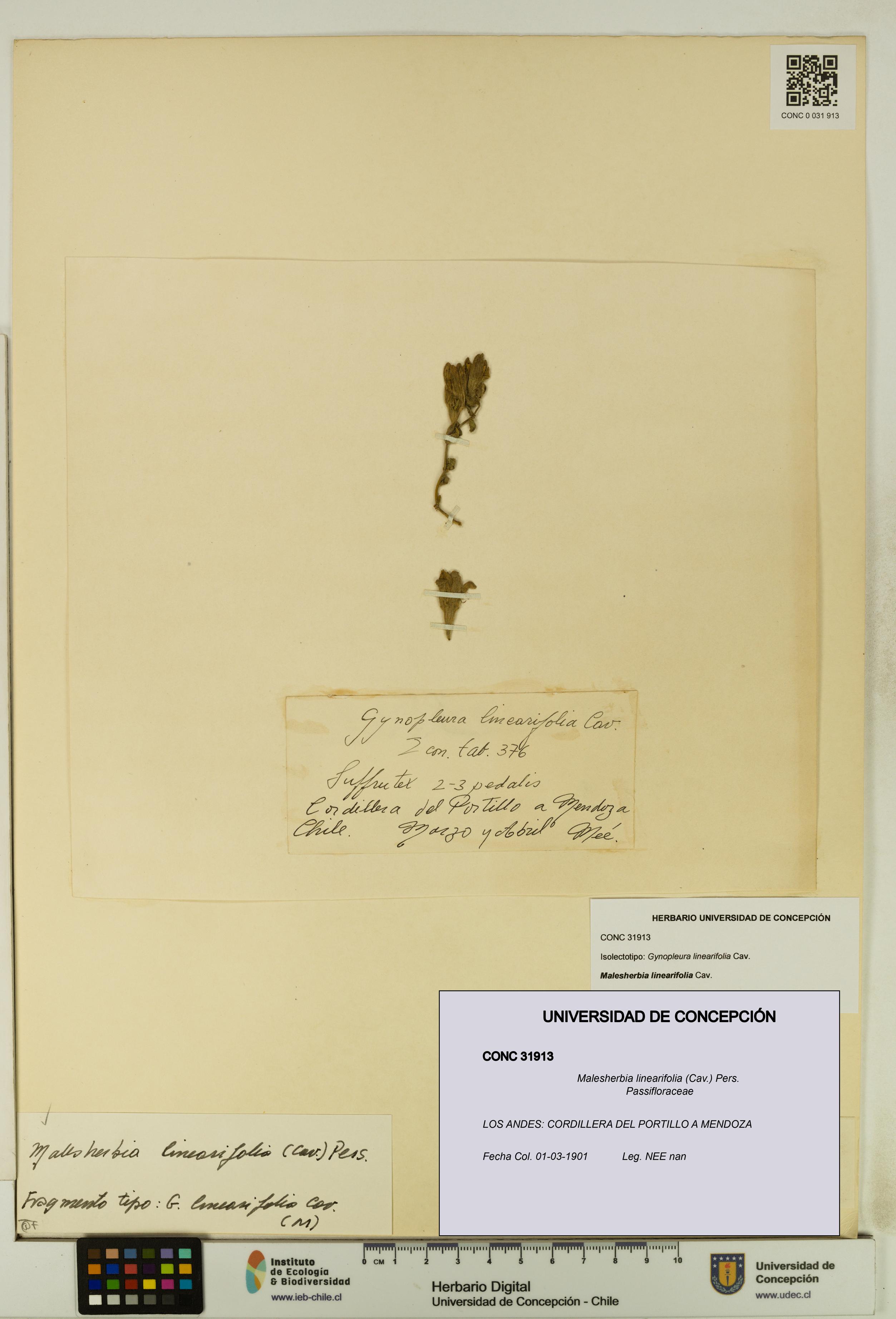 Malesherbia linearifolia [Espécimen: UDEC:CONC:0031913]