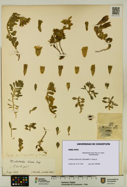 Malesherbia lirana [Espécimen: UDEC:CONC:0031919]
