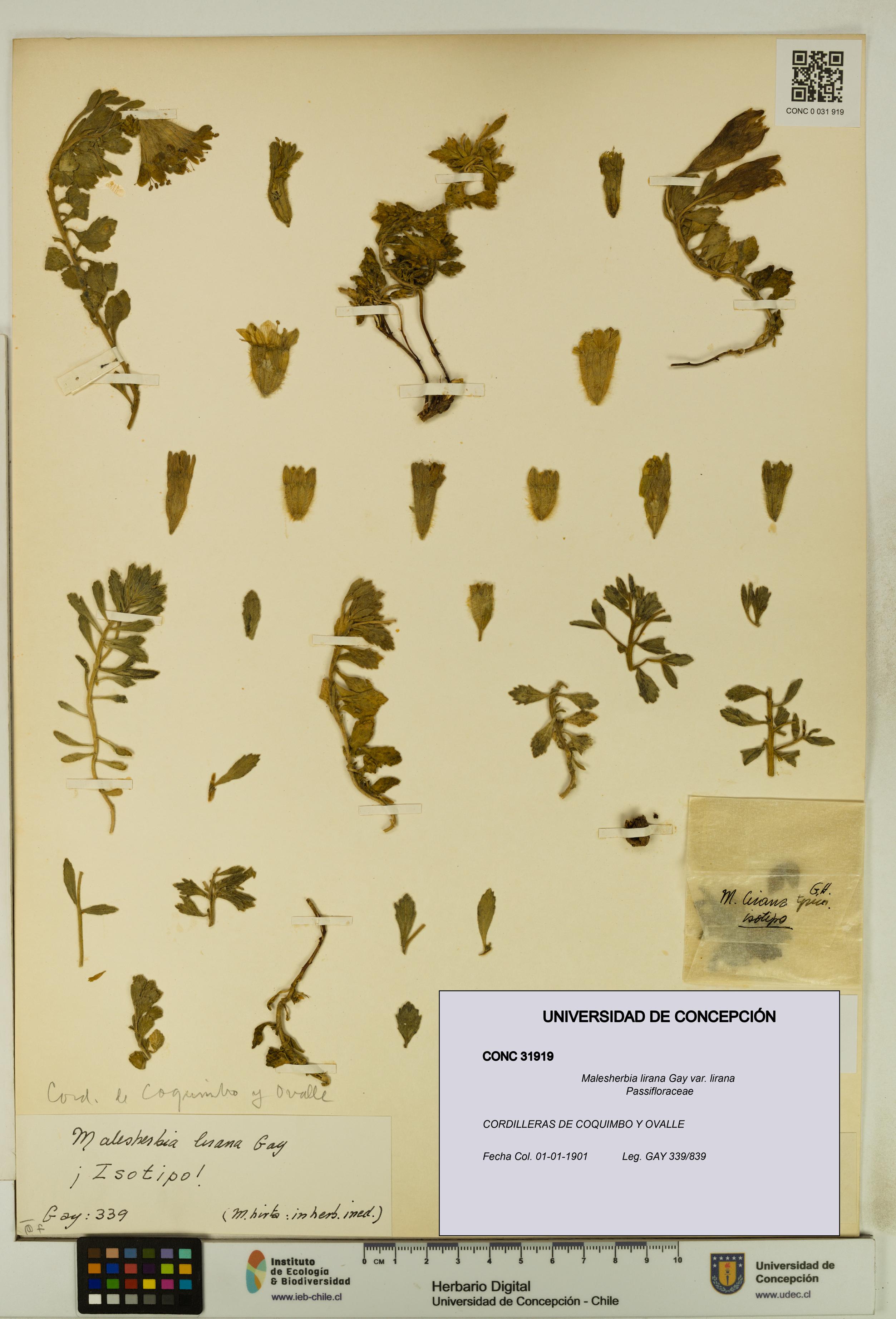 Malesherbia lirana [Espécimen: UDEC:CONC:0031919]