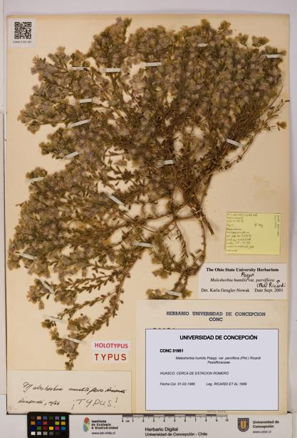 Malesherbia humilis [Espécimen: UDEC:CONC:0031951]