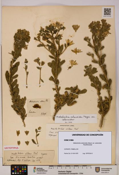 Malesherbia solanoides var. solanoides [Espécimen: UDEC:CONC:0031954]