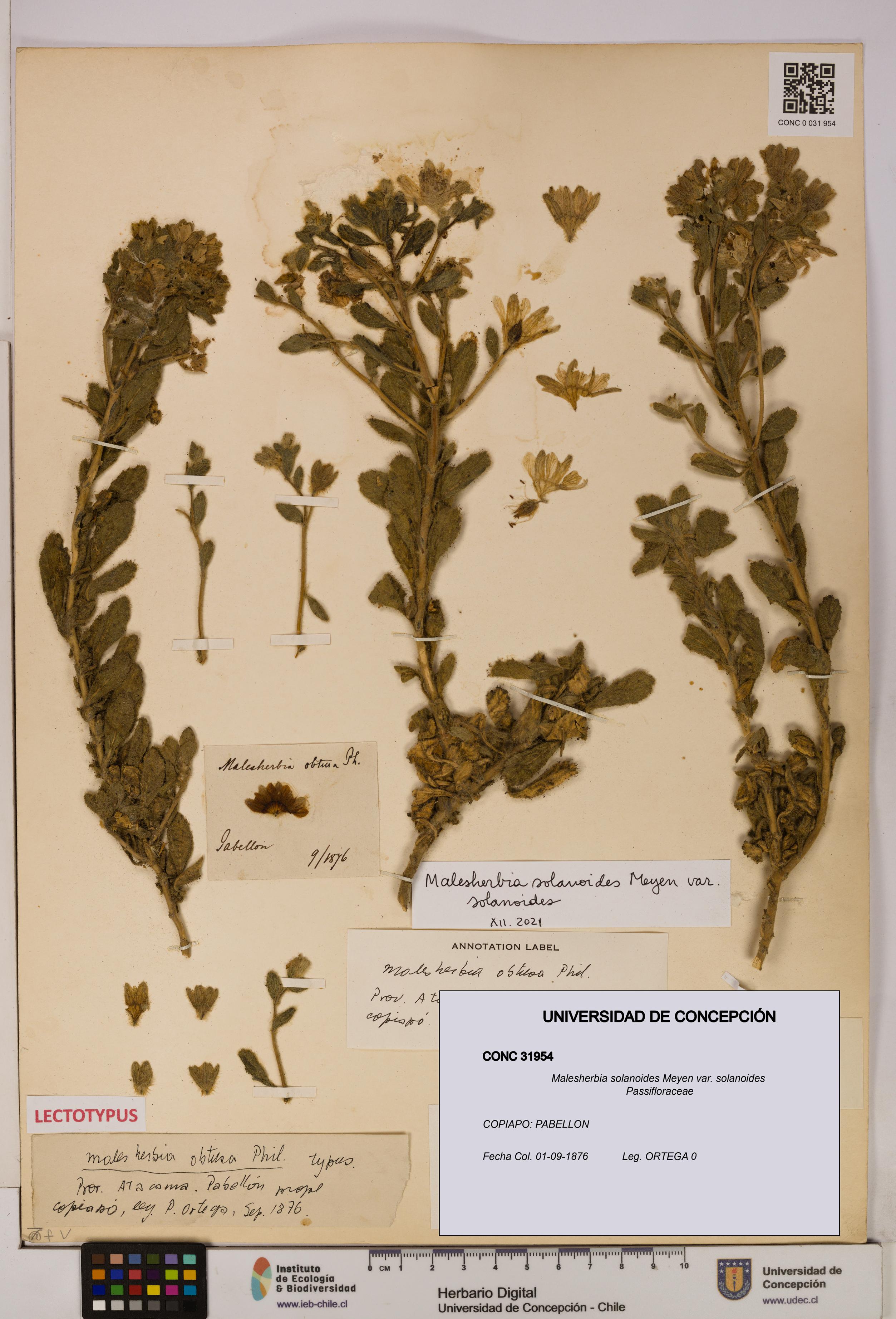 Malesherbia solanoides var. solanoides [Espécimen: UDEC:CONC:0031954]