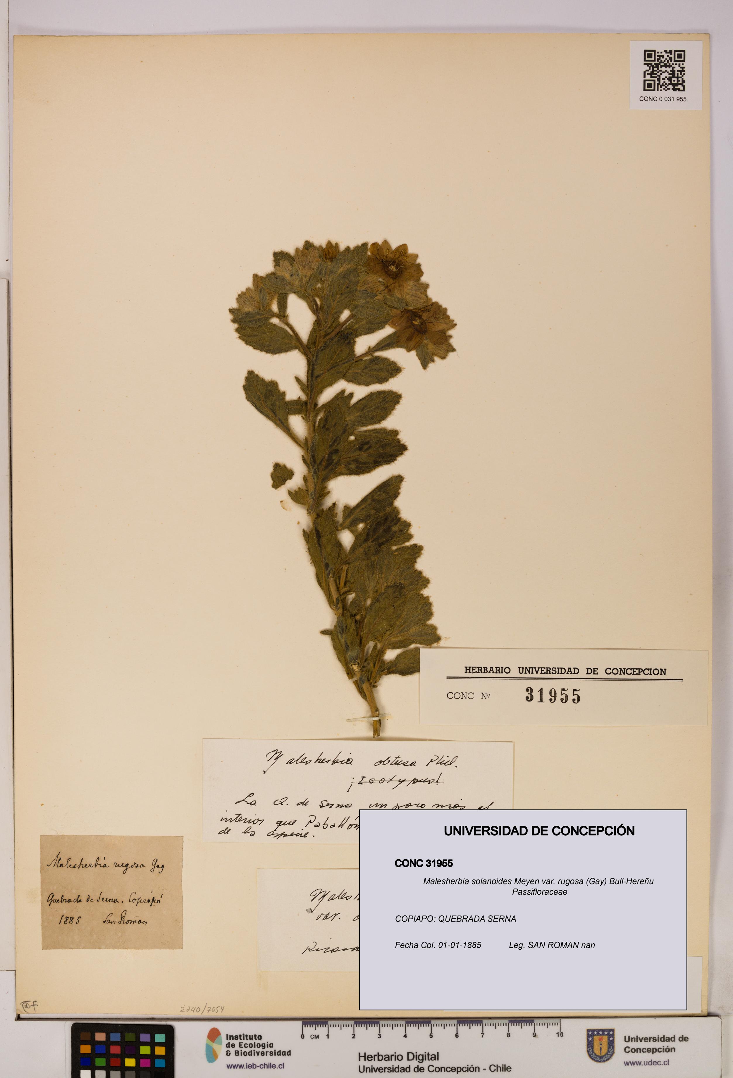 Malesherbia solanoides [Espécimen: UDEC:CONC:0031955]
