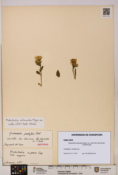 Malesherbia solanoides [Espécimen: UDEC:CONC:0031970]