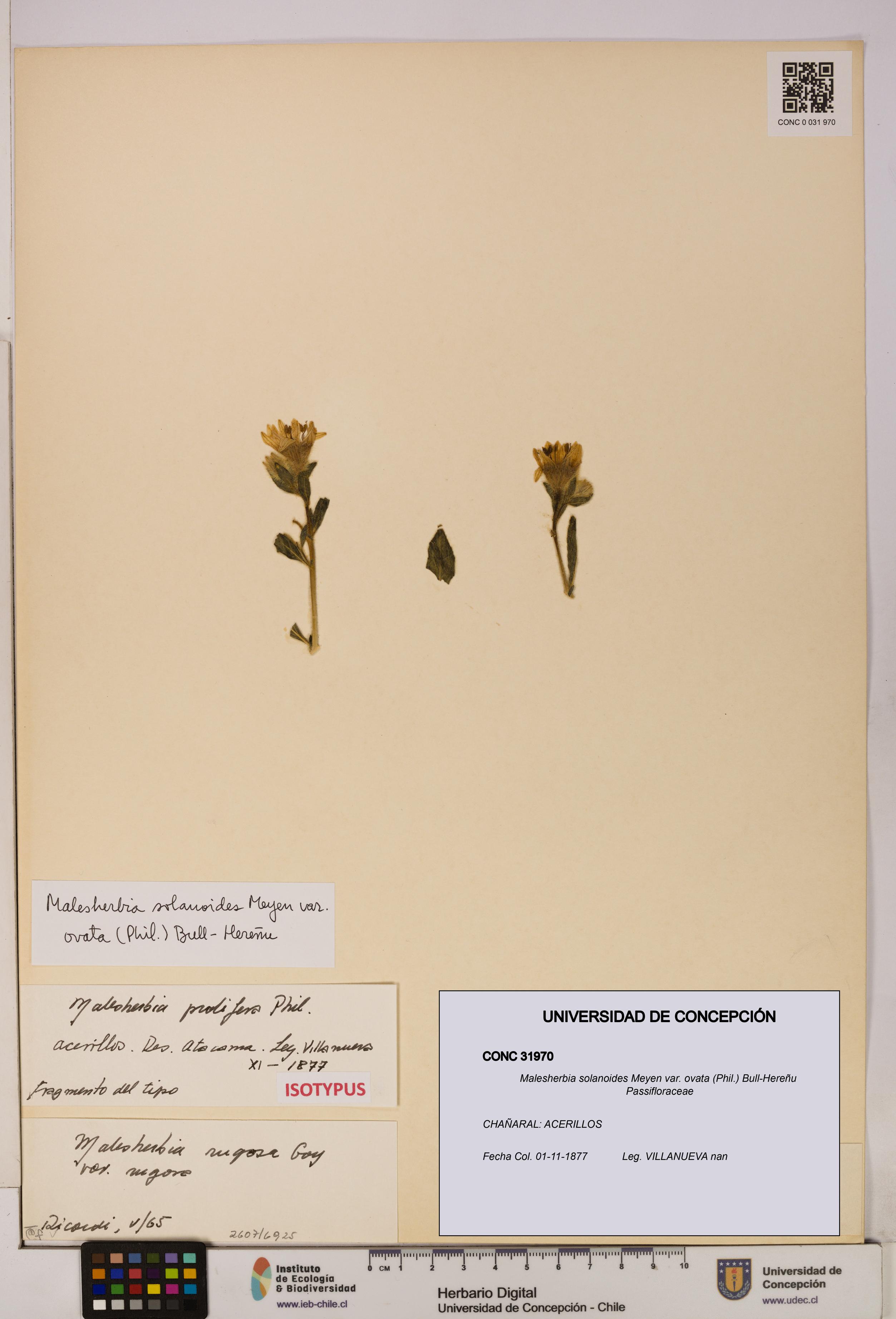 Malesherbia solanoides [Espécimen: UDEC:CONC:0031970]