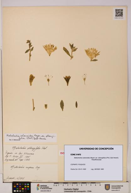 Malesherbia solanoides var. oblongifolia [Espécimen: UDEC:CONC:0031972]